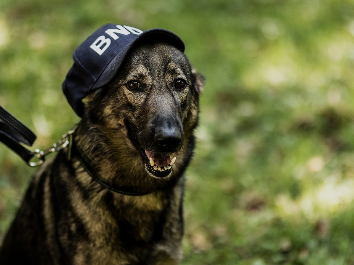 Dogs of BND: Bundesnachrichtendienst startet NFT-Wettkampf