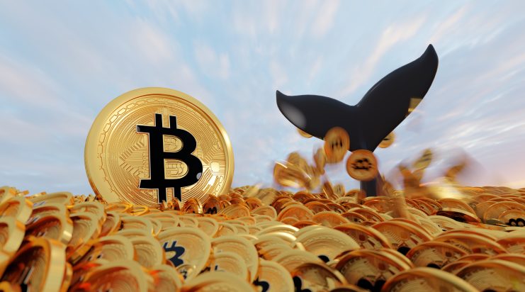 Aktivitätsanstieg: Bitcoin-Wale akkumulieren so viele BTC, wie zuletzt im Februar 2022.