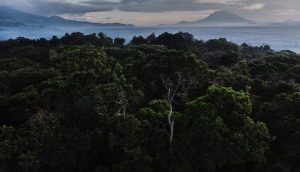 Im Virunga Nationalpark wird Bitcoin Mining für den Naturschutz betrieben