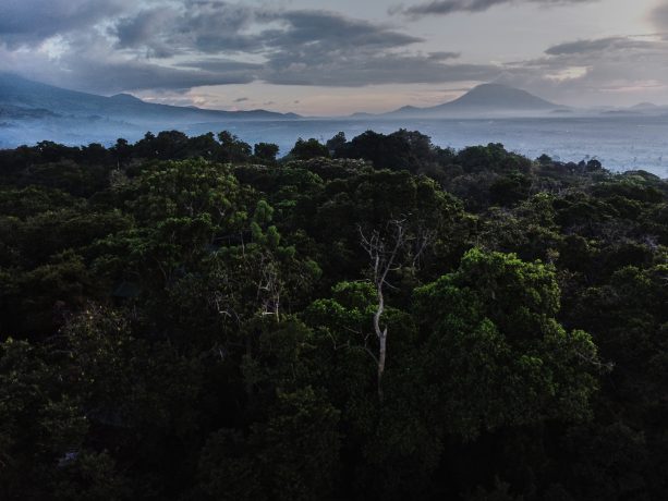 Im Virunga Nationalpark wird Bitcoin Mining für den Naturschutz betrieben