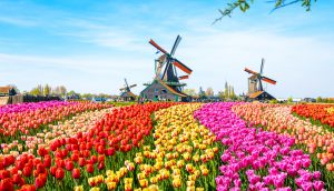 Bitcoin Tulpen Mining