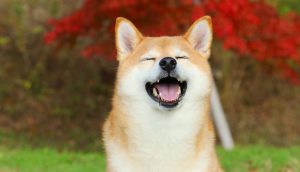 Shiba Inu Shibarium