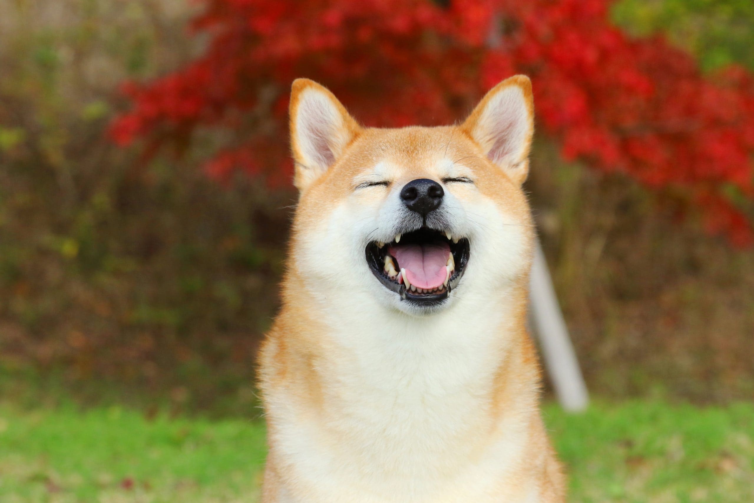 Shiba Inu Shibarium