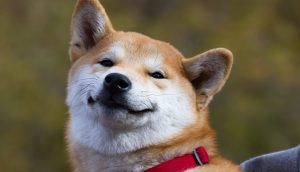 Shiba