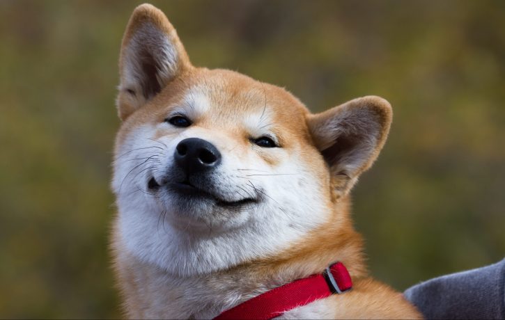 Shiba