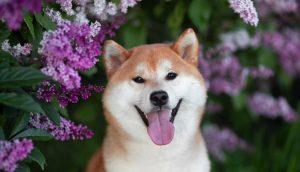 Shiba Inu