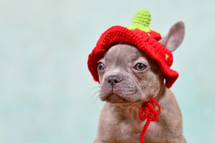 Dogwifhat