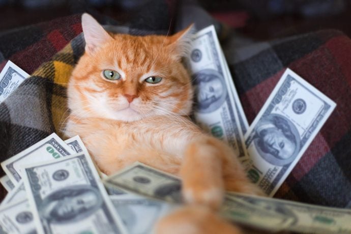 Katze mit Dollarscheinen