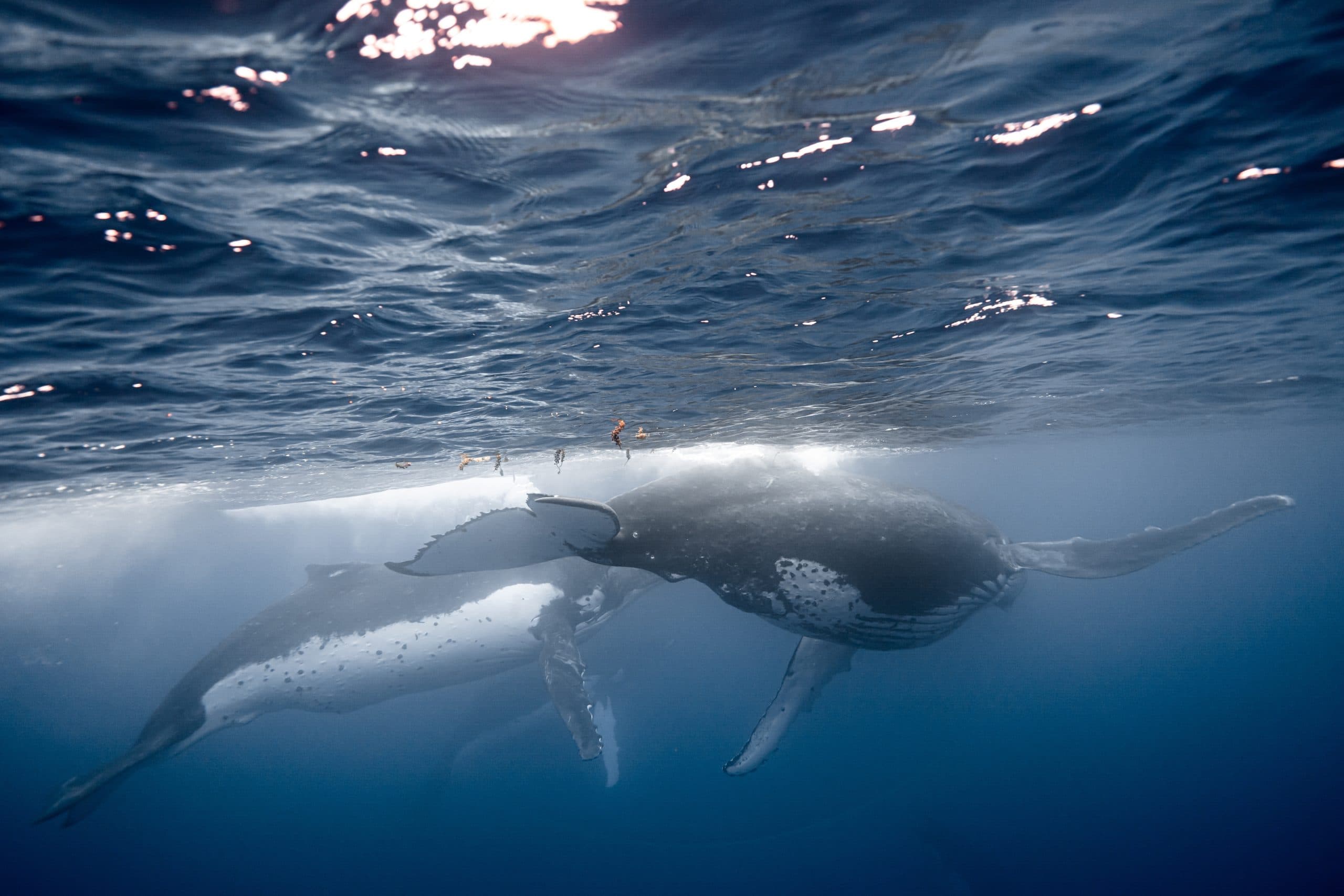 Wale unter Wasser
