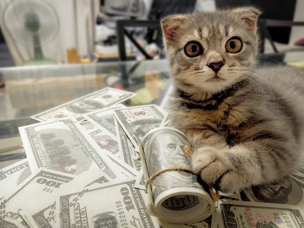 Katze mit Dollars