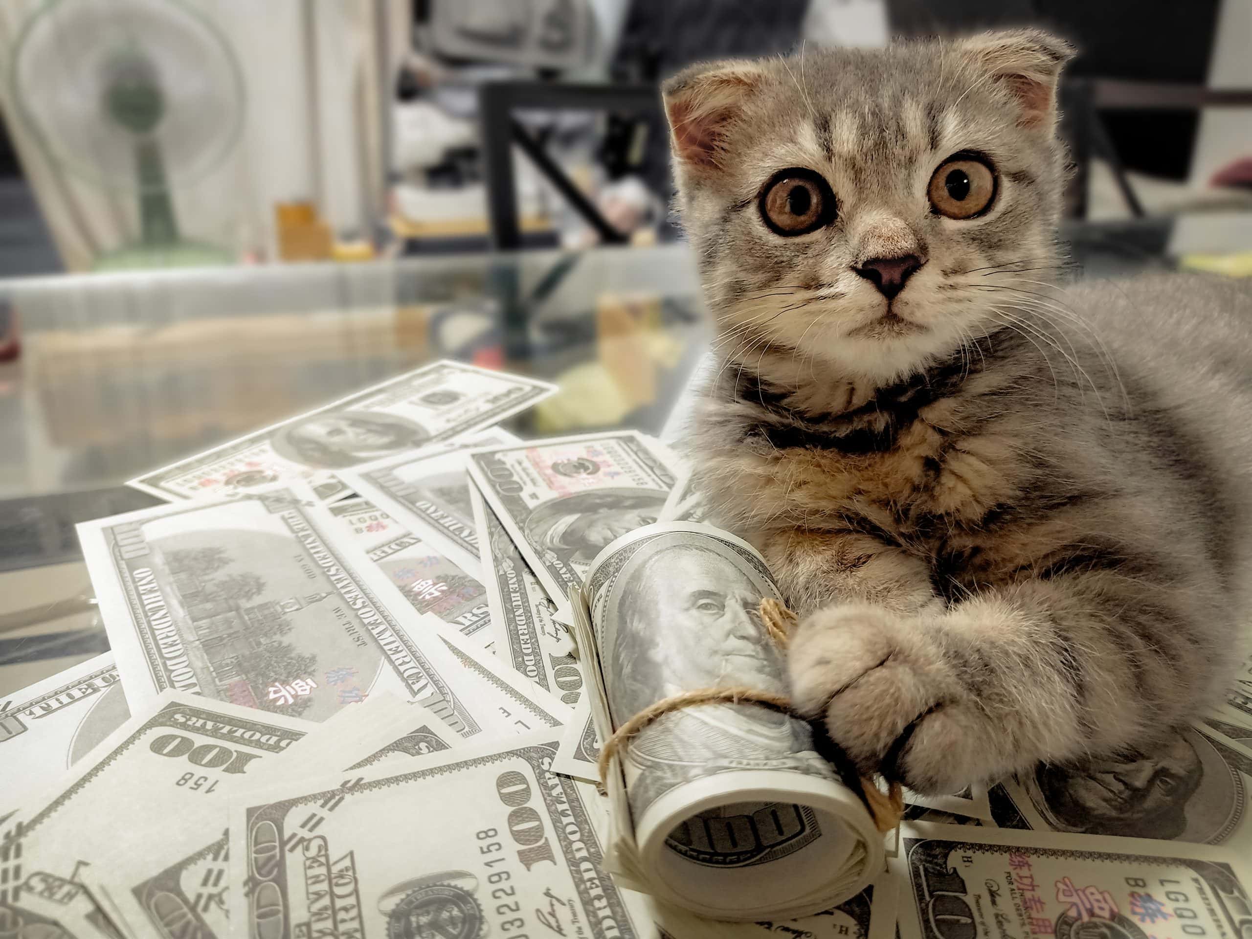 Katze mit Dollars