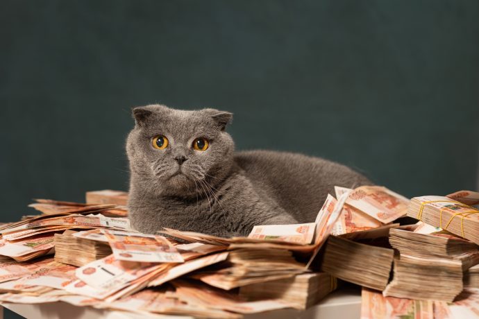 Memcoins, Krypto und eine Katze