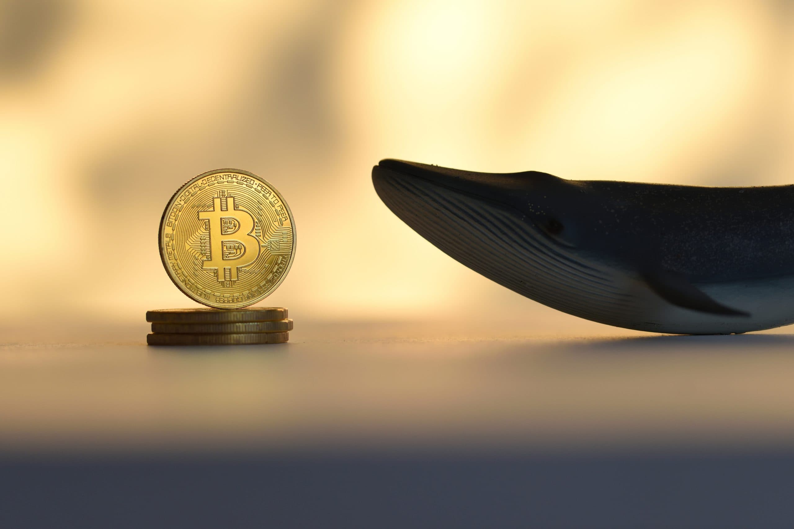 Ein glänzender Bitcoin liegt auf einem Stapel Münzen, begleitet von einer kleinen Walfigur vor einem leicht verschwommenen Hintergrund.