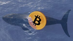Eine digitale Illustration eines unter Wasser schwimmenden Wals mit einer großen, uralten Bitcoin-Münze über seinem Bauch, die neues Leben in der Welt der Kryptowährungen und die Geheimnisse in jedem Bitcoin-Wallet symbolisiert.