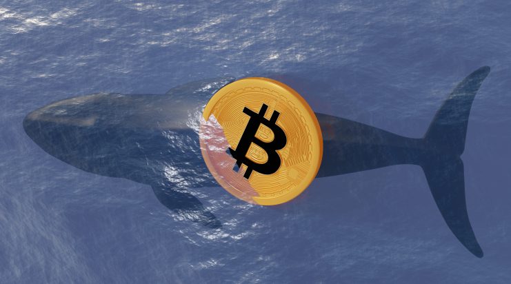 Eine digitale Illustration eines unter Wasser schwimmenden Wals mit einer großen, uralten Bitcoin-Münze über seinem Bauch, die neues Leben in der Welt der Kryptowährungen und die Geheimnisse in jedem Bitcoin-Wallet symbolisiert.