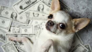 Ein kleiner Chihuahua liegt auf seinem Rücken auf verstreuten US-Dollarscheinen und sieht aus wie ein echter Krypto-Trader, der seinen Gewinn genießt.