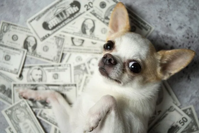 Ein kleiner Chihuahua liegt auf seinem Rücken auf verstreuten US-Dollarscheinen und sieht aus wie ein echter Krypto-Trader, der seinen Gewinn genießt.