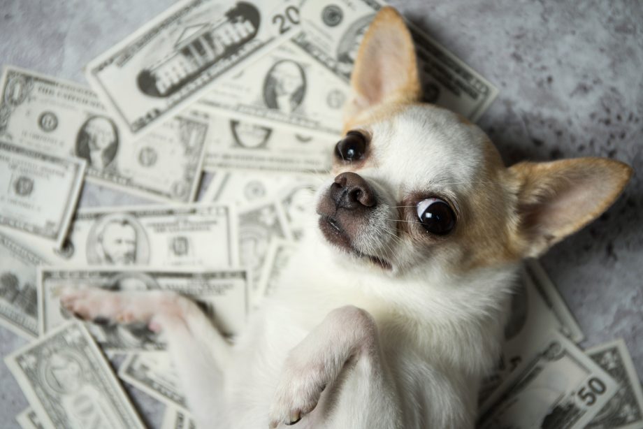 Ein kleiner Chihuahua liegt auf seinem Rücken auf verstreuten US-Dollarscheinen und sieht aus wie ein echter Krypto-Trader, der seinen Gewinn genießt.