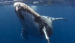 Ein Buckelwal schwimmt unter Wasser, nahe der Oberfläche, mit ausgestreckten Brustflossen und dem Kopf zur Kamera gerichtet, und gleitet so anmutig dahin wie ein Bitcoin-Wal, der durch digitale Strömungen navigiert.