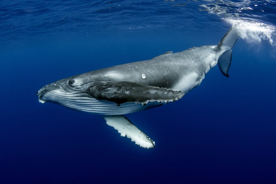 Ein Buckelwal schwimmt knapp unter der Oberfläche im klaren, blauen Meerwasser.
