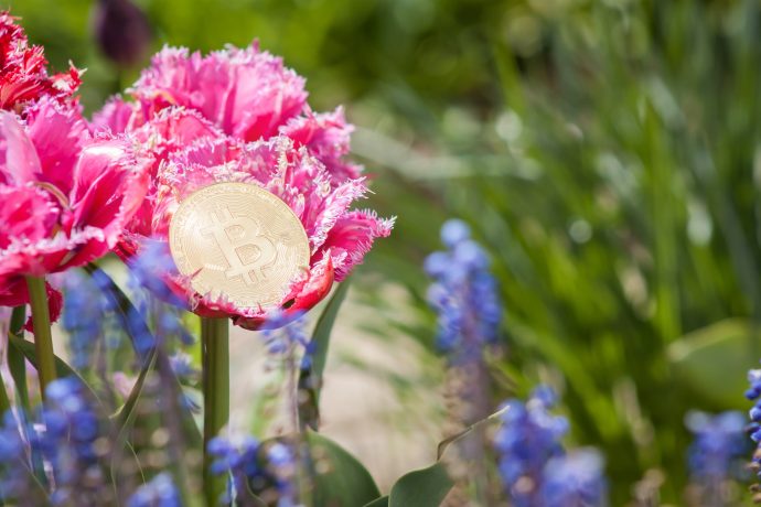 Eine goldene Bitcoin-Münze liegt auf einer rosa gefransten Tulpe in einem Garten und verbindet digitale Währung mit der Natur inmitten üppigen grünen Laubs und violetter Blumen im Hintergrund.
