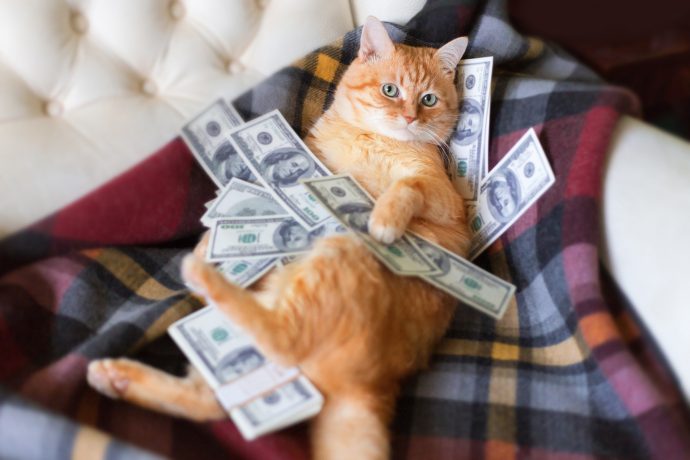 Eine orange getigerte Katze liegt auf dem Rücken auf einer karierten Decke, mehrere Hundert-Dollar-Scheine – insgesamt fast 190.000 US-Dollar – sind über ihren Körper verstreut, und sieht aus wie der ultimative Memecoin-Trader nach 24 Stunden Erfolg.
