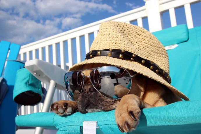 Ein Hund mit verspiegelter Sonnenbrille sitzt draußen auf einem blauen Stuhl, im Hintergrund ein weißer Zaun und blauer Himmel.
