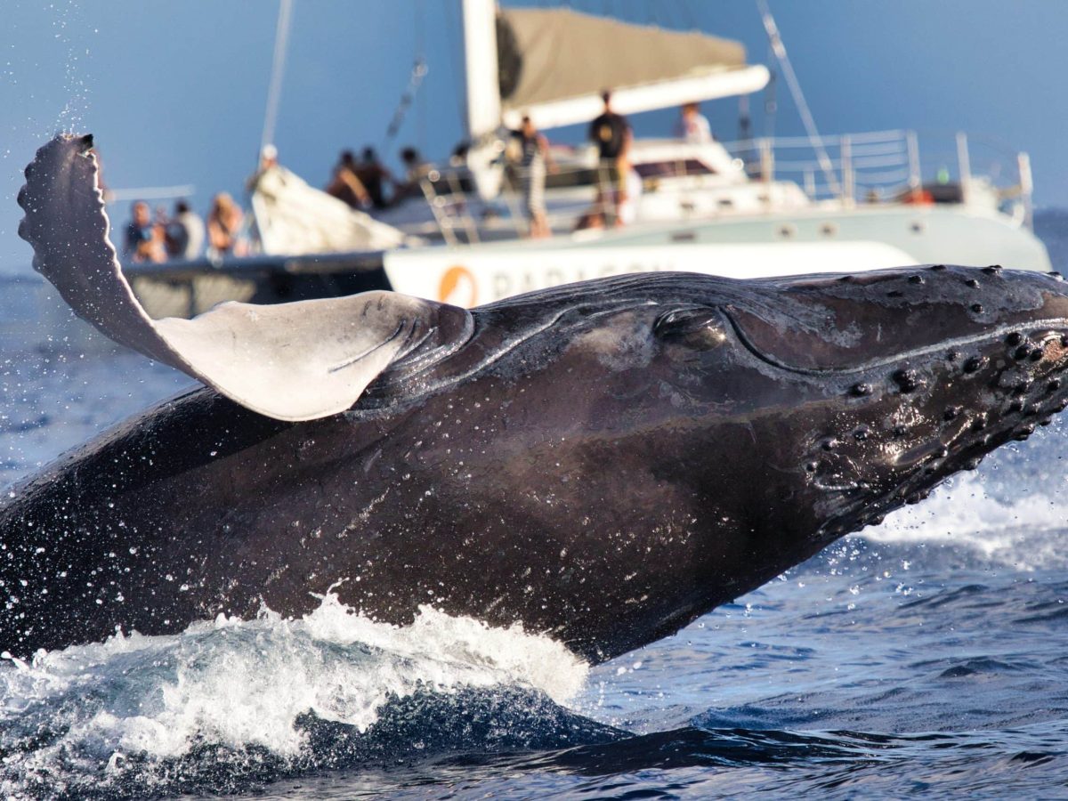 40-facher Hebel: Trader setzte 1,2 Milliarden USD auf Bitcoin
