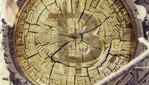 Ein Baumstumpf mit einem detaillierten Bitcoin-Symbol, das in die Oberfläche geschnitzt ist und sichtbare Risse und Wachstumsringe zeigt, die den dauerhaften Einfluss von Bitcoin hervorheben.