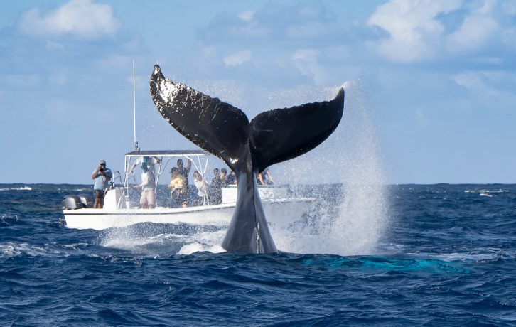 Eine Gruppe von Menschen auf einem Boot beobachtet und fotografiert einen Wal beim Tauchen. Seine Schwanzflosse und die Gischt sind über dem Ozean sichtbar – ein atemberaubender Moment, der mit der Aufregung mithalten kann, die entsteht, wenn man in Echtzeit einen Bitcoin-DeFi-Exploit des Alex Protocol entdeckt.