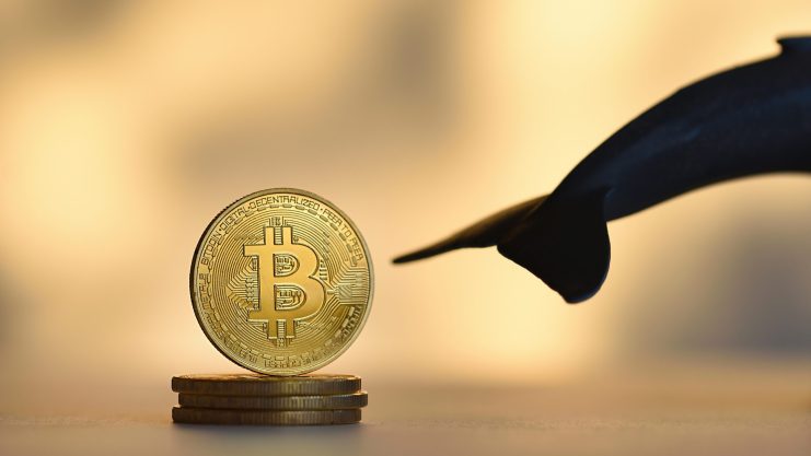 Ein goldener Bitcoin-Token steht aufrecht auf gestapelten Münzen. Von rechts nähert sich eine Haifischflosse, die vor einem verschwommenen Hintergrund die lauernden Risiken in der Welt der Bitcoin-Investitionen symbolisiert.