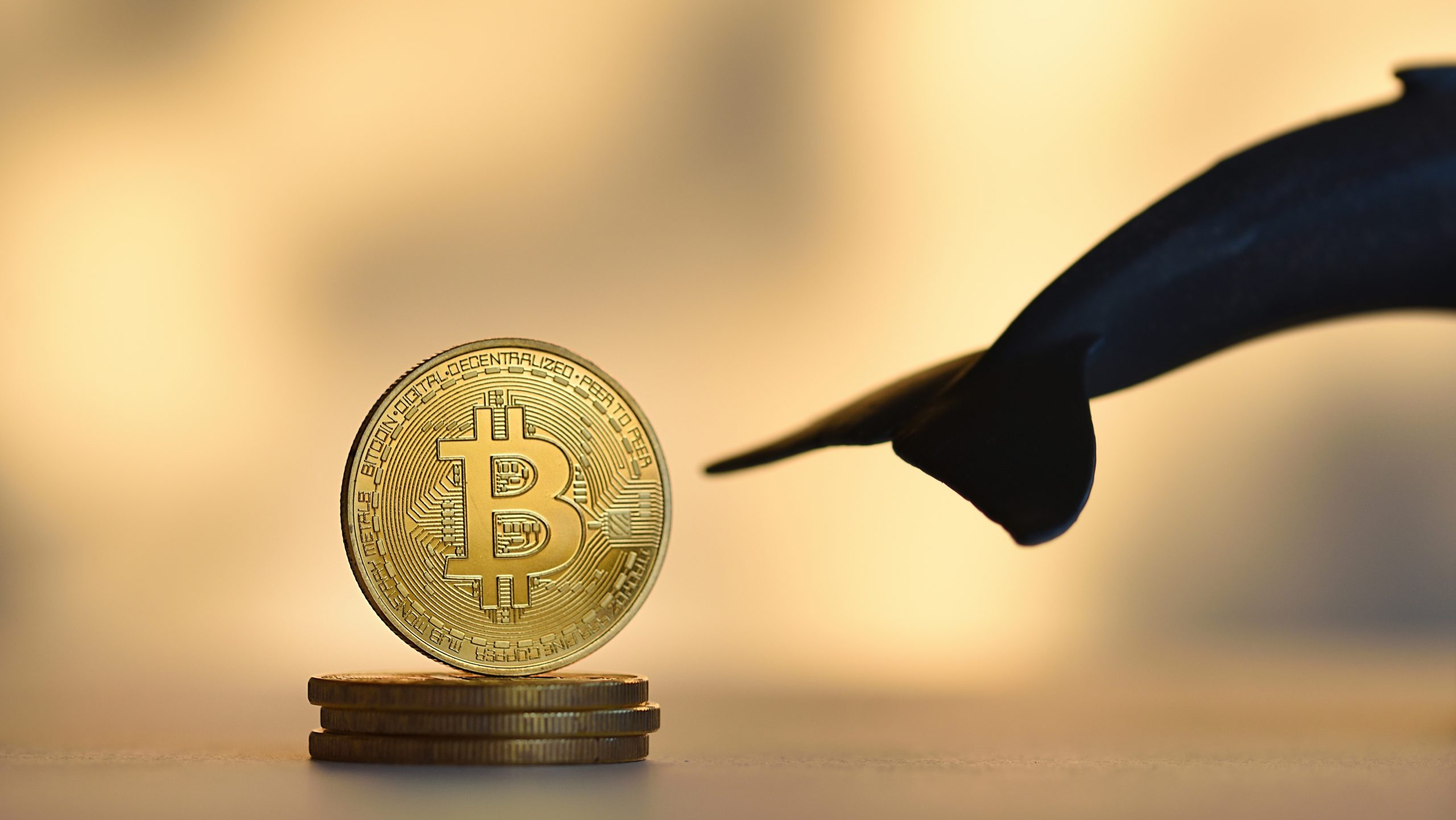 Ein goldener Bitcoin-Token steht aufrecht auf gestapelten Münzen. Von rechts nähert sich eine Haifischflosse, die vor einem verschwommenen Hintergrund die lauernden Risiken in der Welt der Bitcoin-Investitionen symbolisiert.