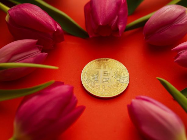 Eine goldene Bitcoin-Münze ist in der Mitte eines Kreises aus rosa Tulpen auf einem leuchtend roten Hintergrund platziert und symbolisiert die wachsende Verbindung zwischen Kryptowährung und Natur.