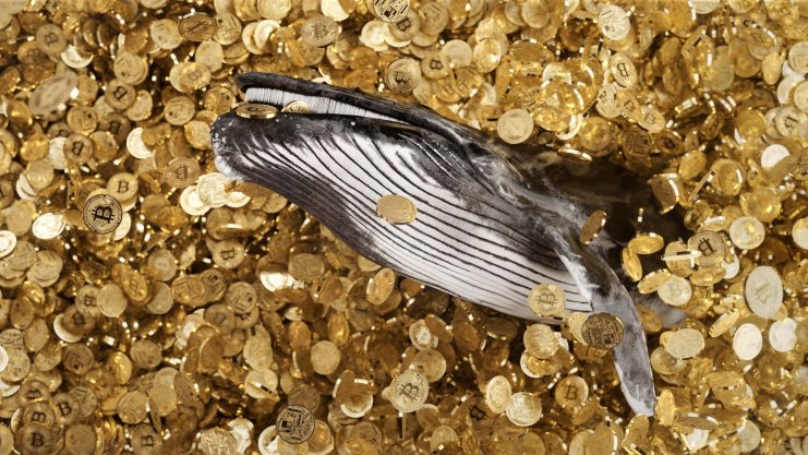 Eine Walfigur taucht aus einem Haufen goldener Bitcoin-Münzen auf und suggeriert das Konzept eines Krypto-Wals in Kryptowährung.