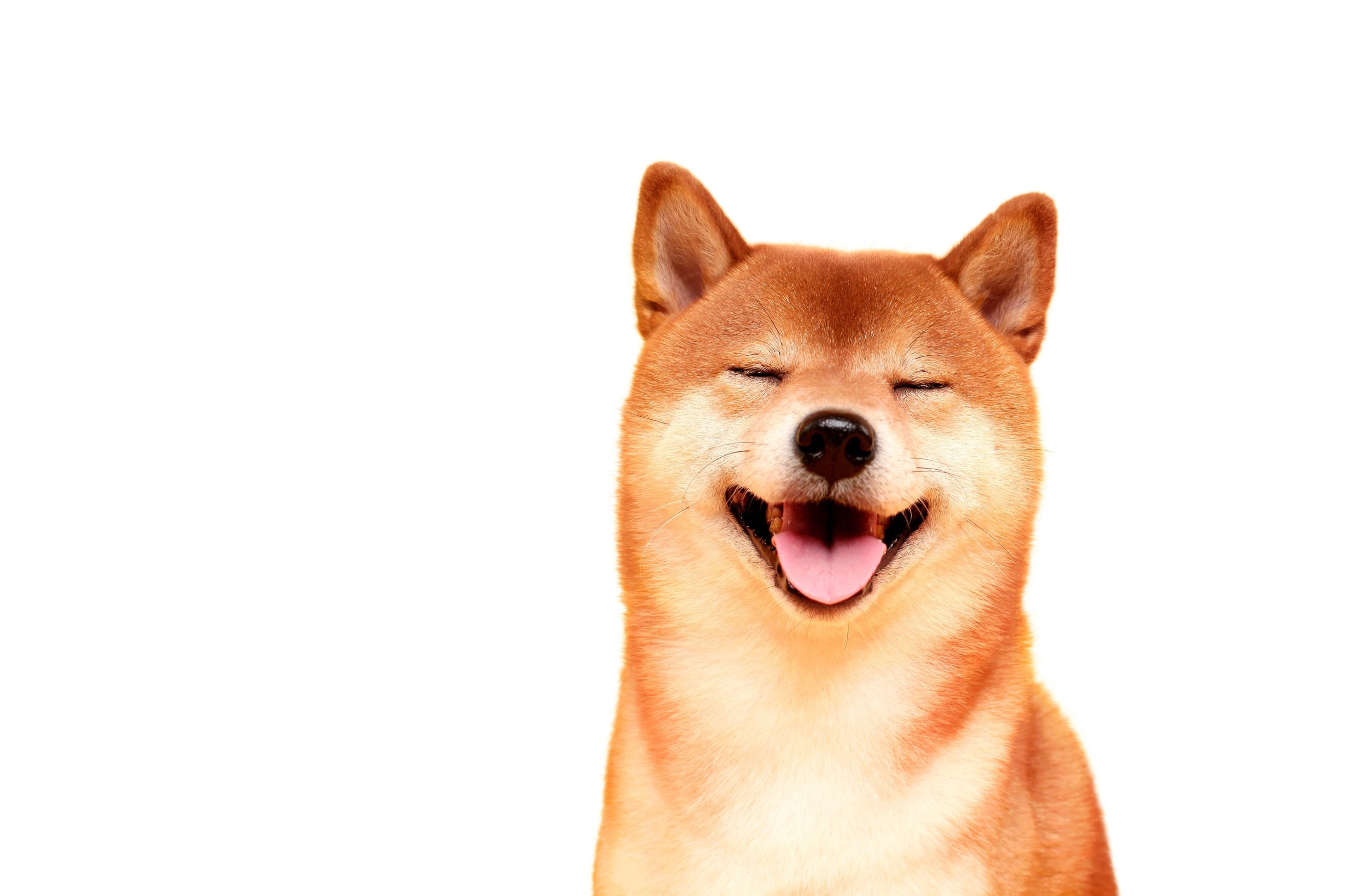 Ein Shiba-Inu-Hund mit geschlossenen Augen und einem fröhlichen Bonk-Lächeln im Mund vor einem weißen Hintergrund.