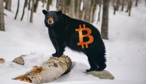 Ein Schwarzbär steht auf einem umgestürzten Baumstamm in einem verschneiten Wald, an dessen Seite ein orangefarbenes Bitcoin-Kurs-Symbol digital hinzugefügt wurde.