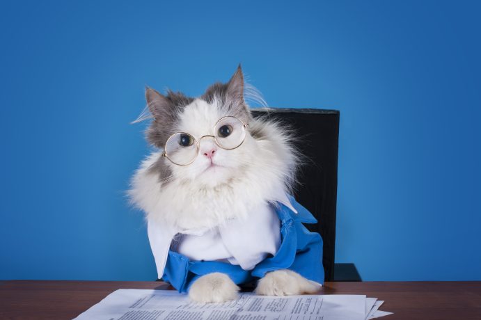 Eine flauschige weiß-graue Katze mit Brille und blauem Anzug sitzt an einem Schreibtisch mit Papieren und verkörpert einen hyperflüssigen Intellekt vor einem schlichten blauen Hintergrund.