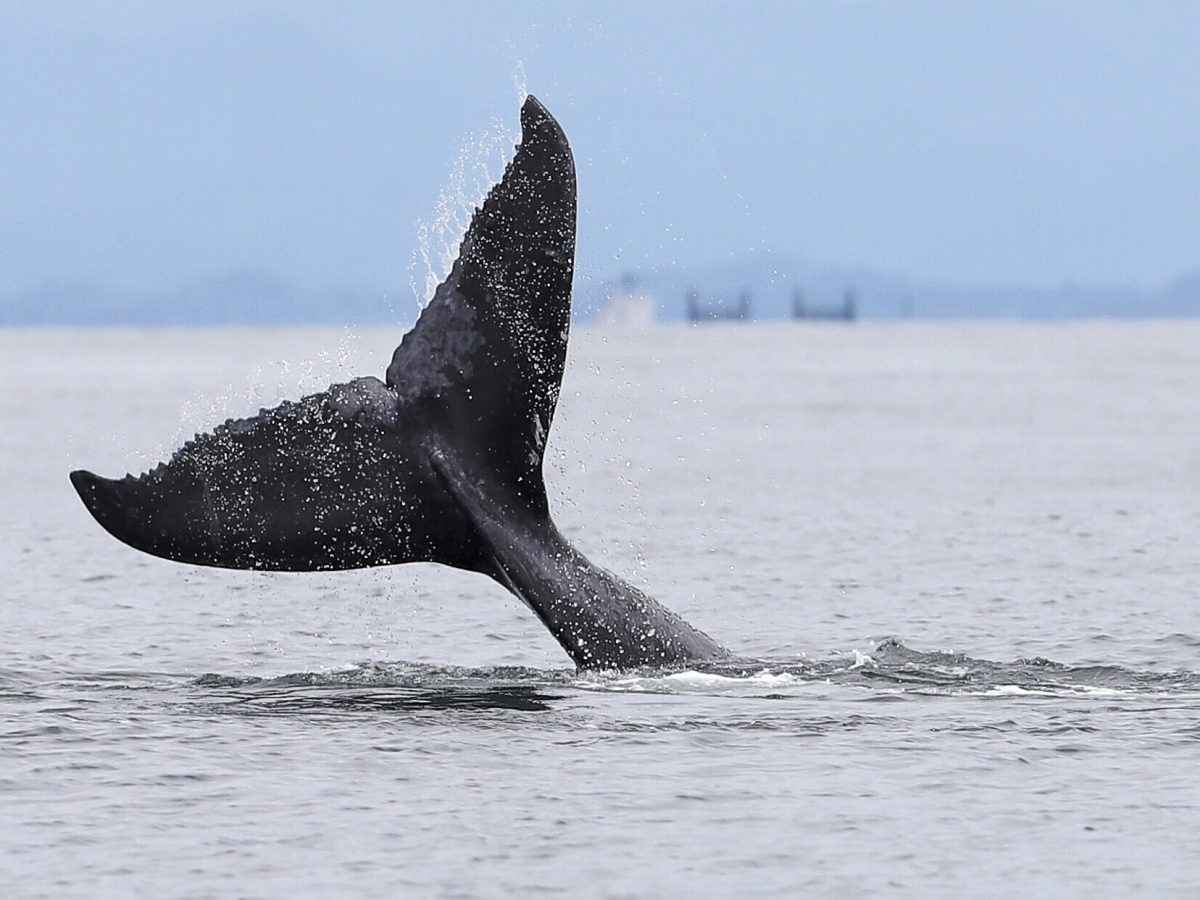 Mega-Wal verkauft restliche Bitcoin: BTC fällt auf 85.000 US-Dollar