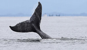 Mega-Wal verkauft restliche Bitcoin: BTC fällt auf 85.000 US-Dollar - BitRSS | Crypto Hunter News Crypto News