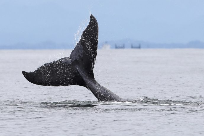 Humpback Wal taucht ab