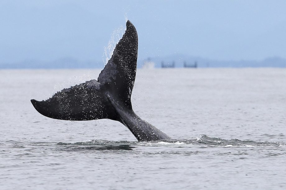 Humpback Wal taucht ab