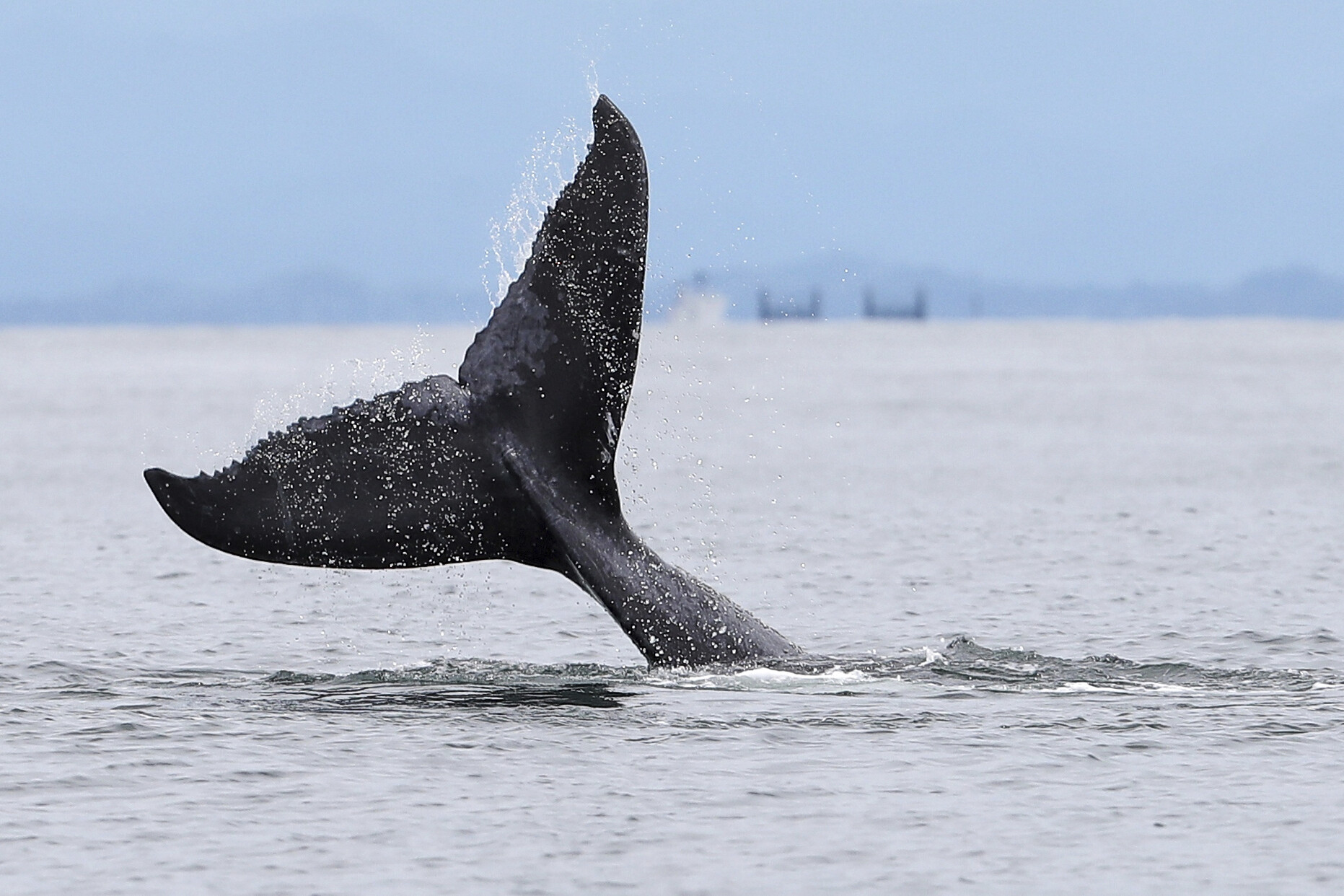Humpback Wal taucht ab