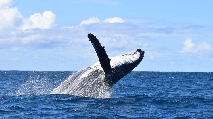 Das Erwachen der Riesen: Immer mehr Ethereum-Wallets aus der ICO-Zeit werden aktiv