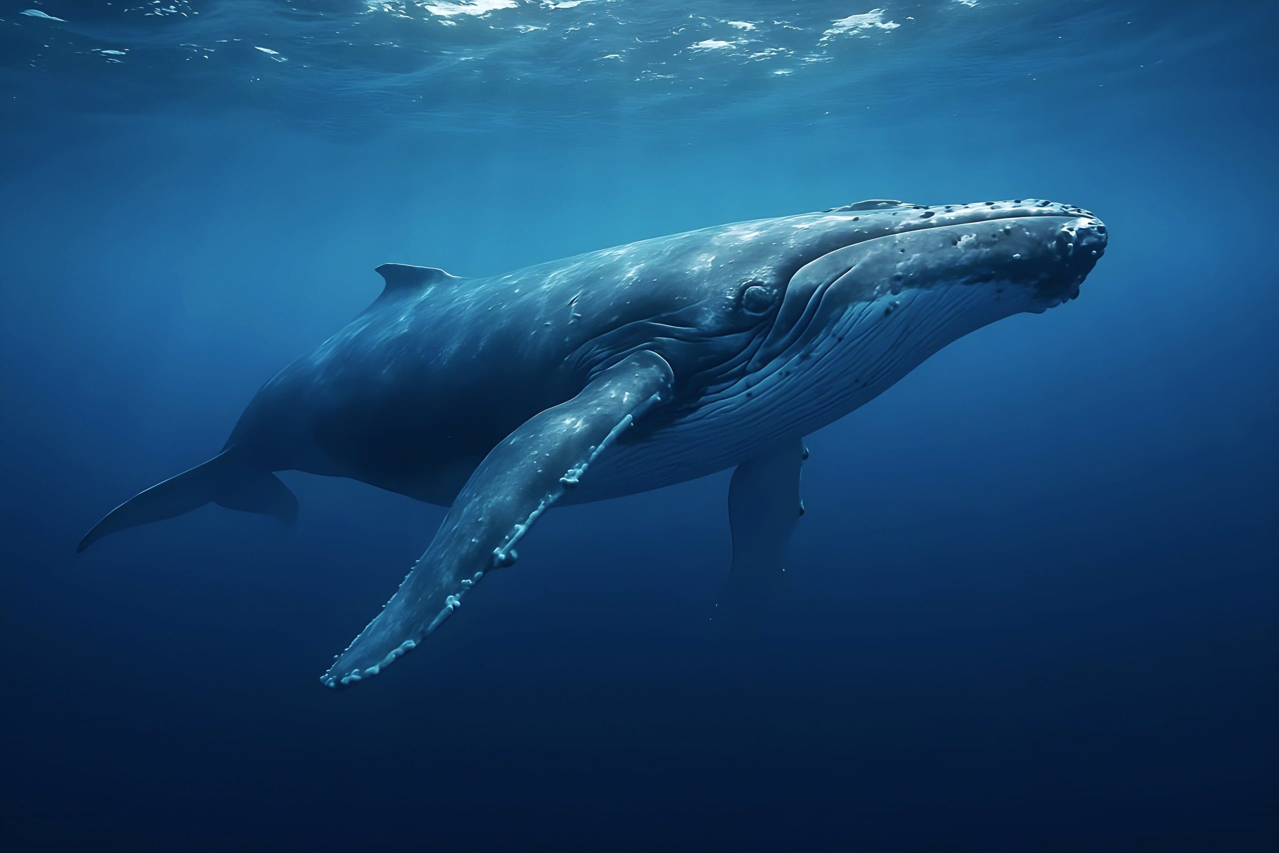 Ein Buckelwal schwimmt unter Wasser im tiefblauen Licht des Ozeans, seine langen Brustflossen und seine strukturierte Haut sind deutlich zu erkennen. Er gleitet mit einer geheimnisvollen Anmut, die an Kryptos stille Stärke erinnert.