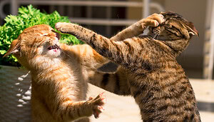 Aave-Kurs unter Druck: Streit in Community eskaliert