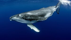 Bitcoin-Wale schlagen zu: 75.000 BTC heimlich akkumuliert