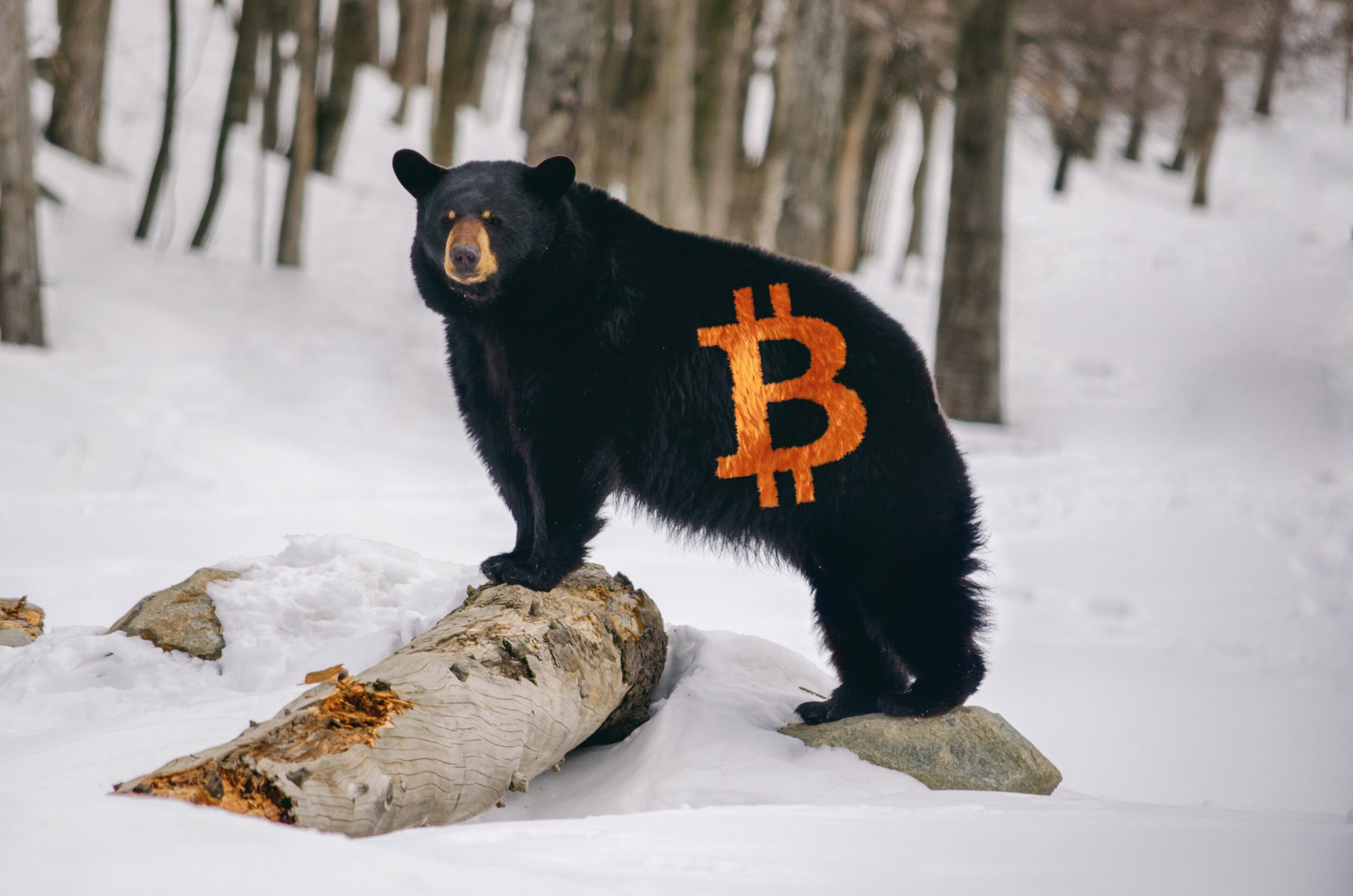 Ein schwarzer Bär steht auf einem verschneiten Baumstamm in einem Wald, auf dessen Seite das leuchtend orangefarbene Bitcoin-Symbol angebracht ist.