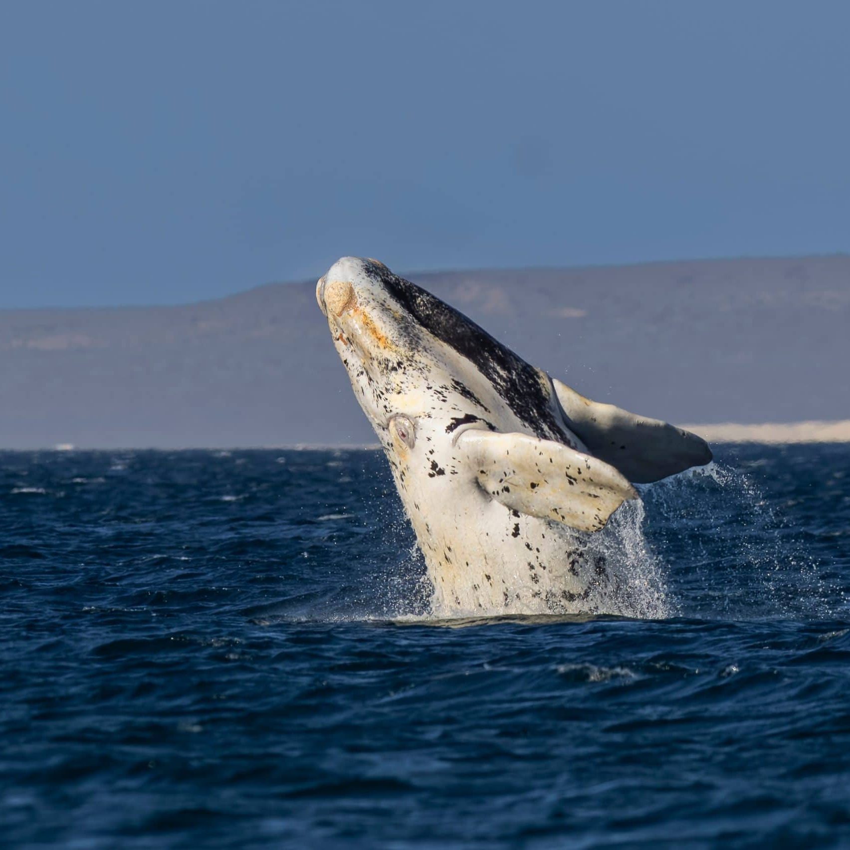 Mysteriöser Krypto-Wal bewegt nach fast einem Jahrzehnt 50.000 ETH: Ethereum  vor Kurssturz?