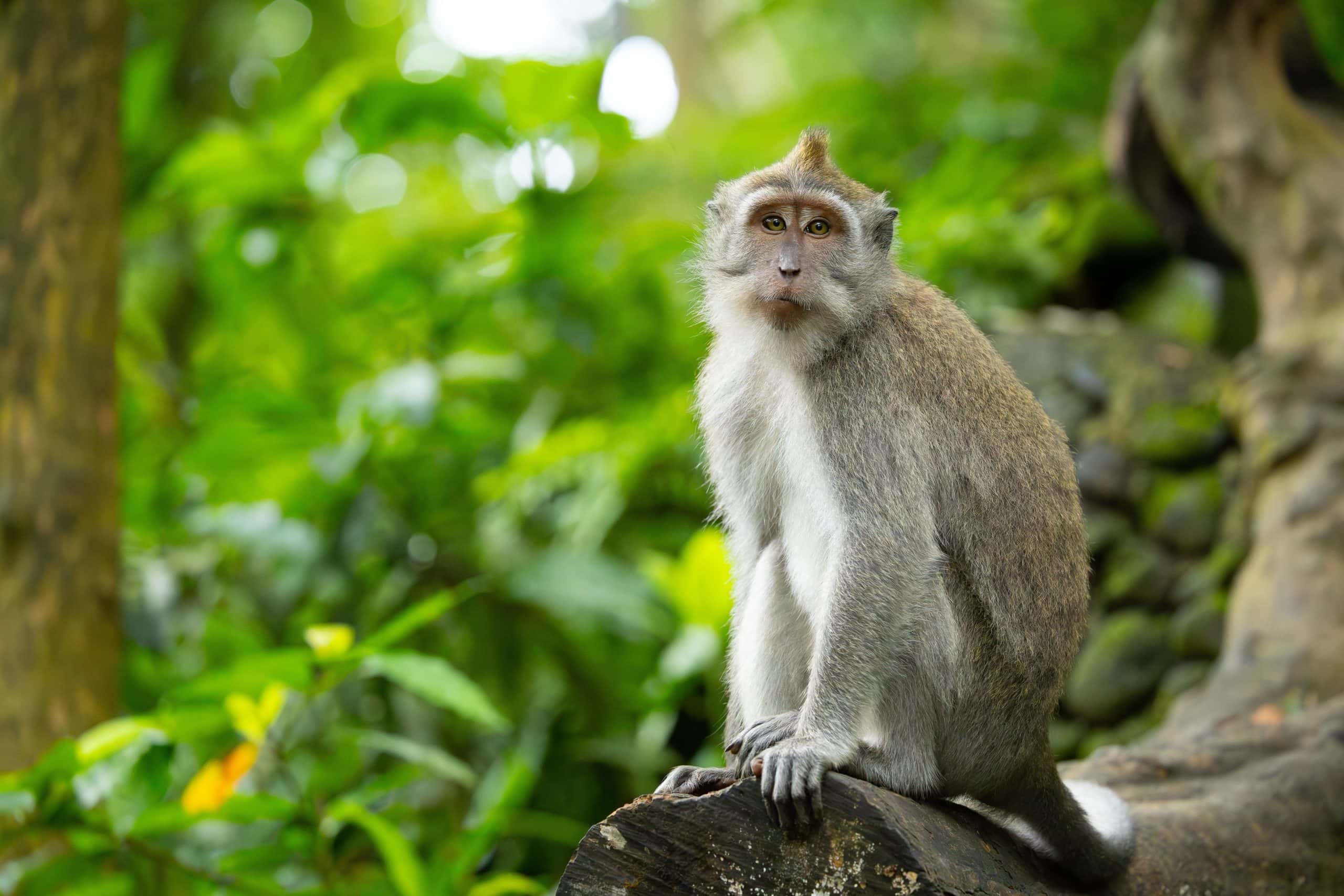 Das Bild zeigt einen Affen, der den ApeCoin symbolisiert.