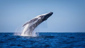 Das Bild zeigt einen Wal